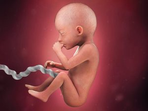 At 20 weeks, the baby is around 10 inches long and capable of feeling pain 