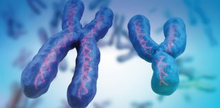 X and Y chromosome pairs determine human gender. Human females have an XX chromosome pair and males an XY chromosome pair as one of the 23 chromosome pairs in an ordinary human cell. These in turn are made up of genes – segments of DNA that determine our characteristics such as hair colour, eye colour etc. This study concluded there was no ‘gay’ gene x and y chromasomes
