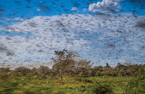 Huge swarm of hungry locusts