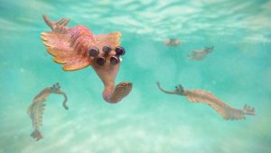 The bizarre five-eyed Opabinia