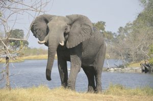 African elephant        