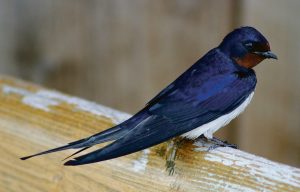 Tall tails: swallows’ outer feathers had grown by almost half an inch