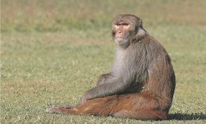 Beyond monkey business