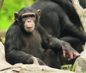 Chimpanzee