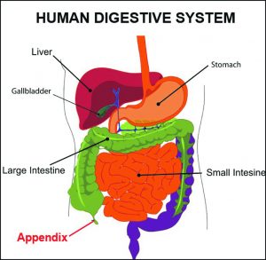 Human digestive system