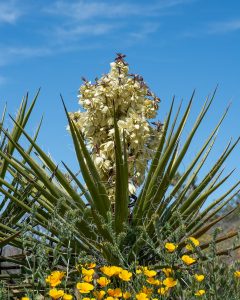 The yucca flowers once a year, and at exactly the same time the yucca moths break out of cocoons