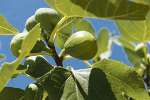 Fig trees rely on one particular wasp for pollination