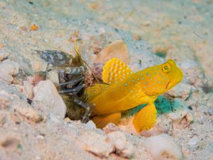 Goby fish and snapping shrimps need each other to survive