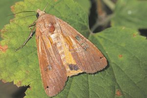The yucca moth is the only species that can pollinate the yucca plant
