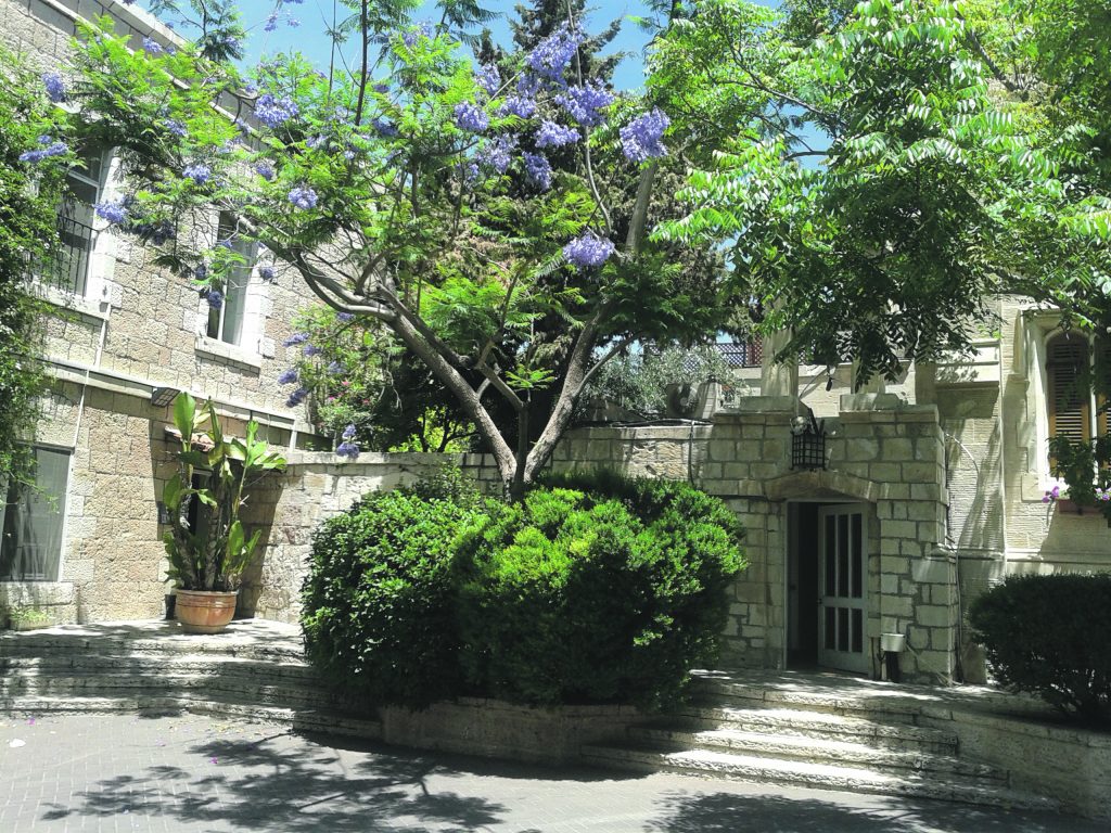 Flowering jacaranda in Jerusalem’s Old City