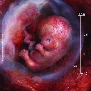 Embryo alive in the uterus 6 weeks after fertilisation