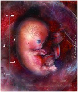 Embryo alive in the uterus 7 weeks after fertilisation