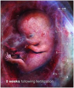 Foetus alive in the uterus 8 weeks after fertilisation