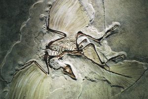 Archaeopteryx fossil