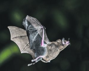 There is no evidence that bats evolved from non-flying ancestors