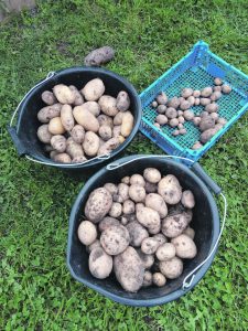 Buckets of potatoes
