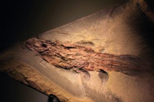 Ancient Coelacanth fossil