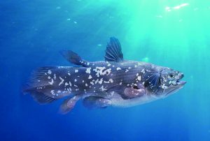 The Coelocanth - a living fossil