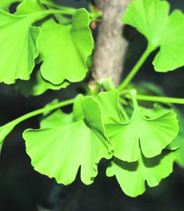The gingko biloba tree