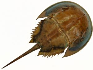 a Horseshoe crab