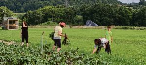 Church members working in the field