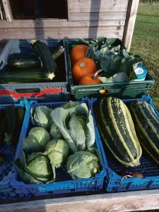 Courgettes, squash, marrows and cabbages grown by the church