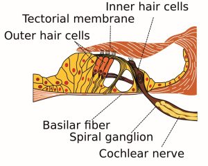 the Organ of Corti