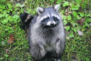 raccoon