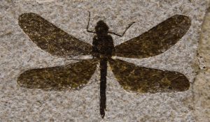 dragonfly-fossil