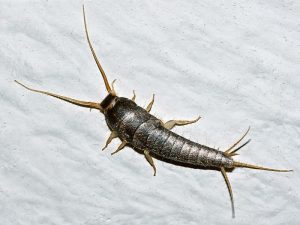The oldest confirmed insect fossil is a wingless, silverfish-like creature