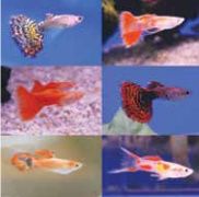 varieties of guppies