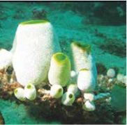 Living sea squirts