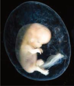 Artificial Embryo